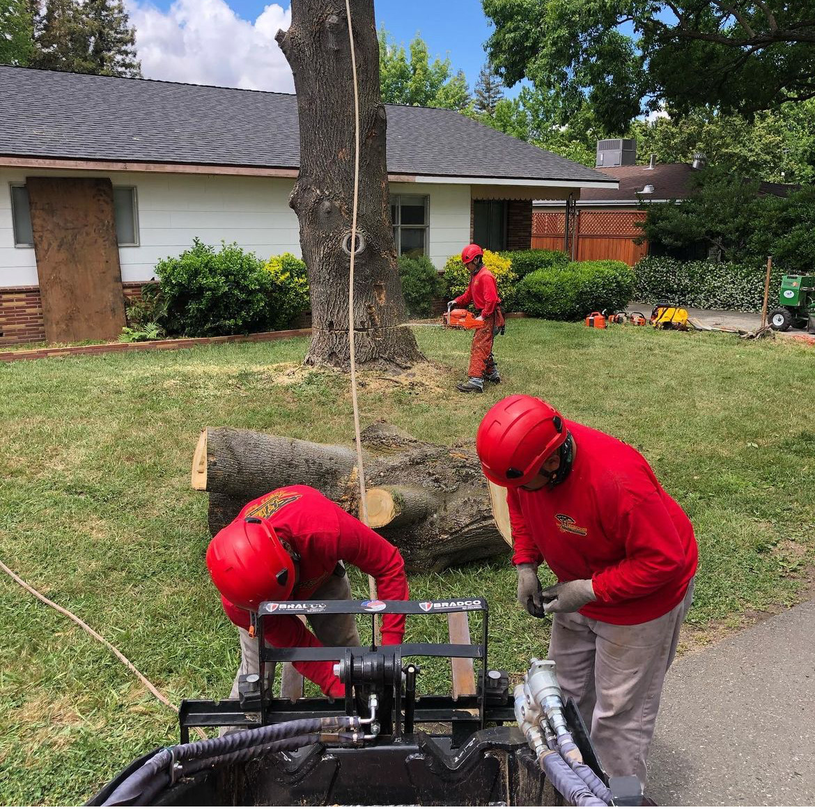 Professional tree crew and equipment