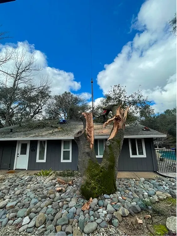 Tree removal crew using a crane to remove a split tree beside a residential home.