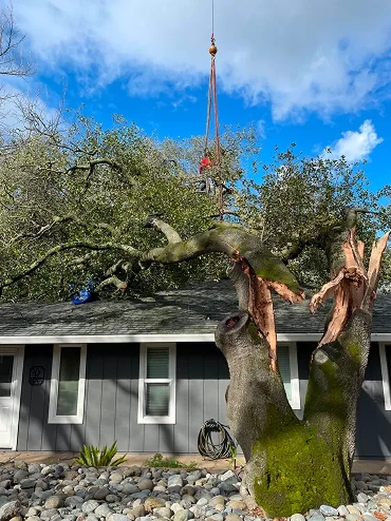 Hazardous tree removal crew using a crane to lift a damaged tree section away from a residential roof.