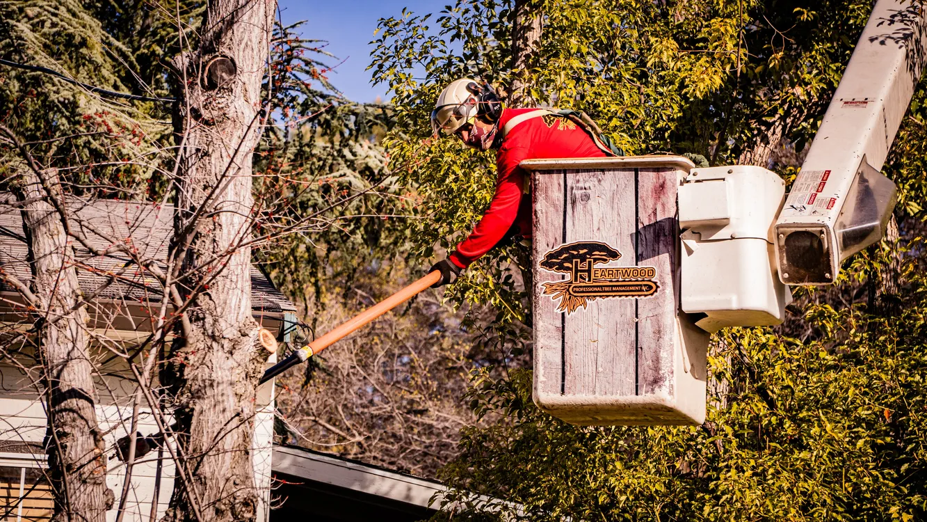Heartwood crew using a pole saw from a bucket lift to prune tree branches near a residential home.