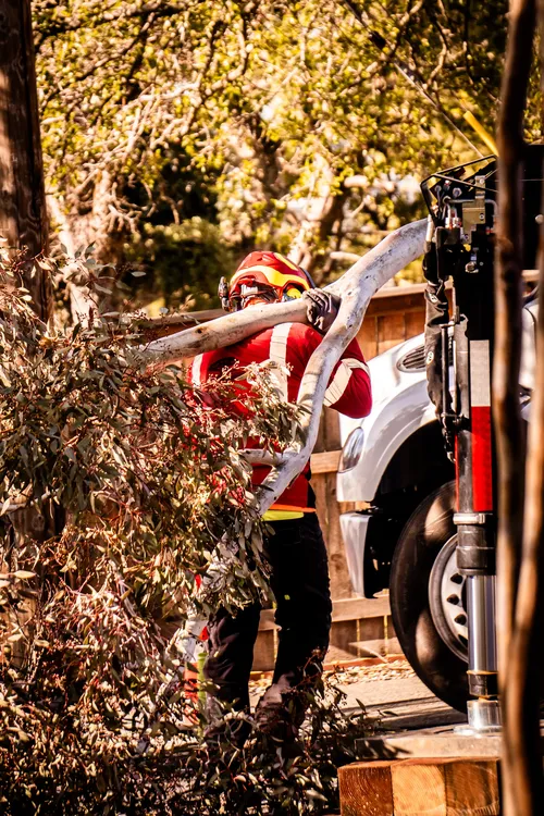 Heartwood tree service crew member carrying cut branches beside a work truck during residential cleanup.