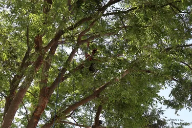 Tree pruning professional working safely with climbing ropes in a mature tree canopy in Placer County.