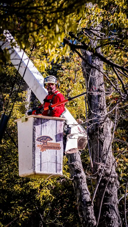 Heartwood crew in a bucket lift preparing to cut a tree during professional tree service.