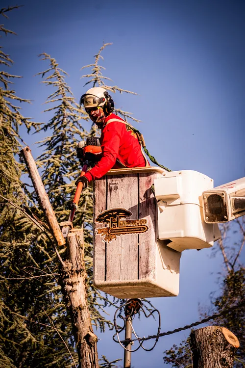Heartwood arborist using a bucket lift to cut a damaged tree trunk during professional tree removal.