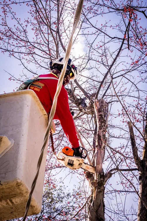 Heartwood crew using a chainsaw from a bucket lift to remove a damaged tree trunk.