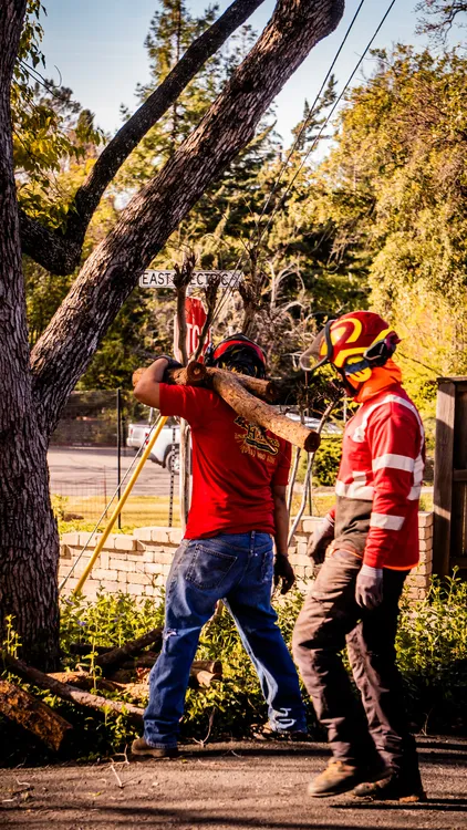 Heartwood tree service crew carrying a cut branch away from power lines during residential cleanup.