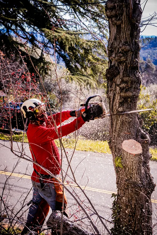 Professional arborist making a precision tree removal cut with a chainsaw during a residential tree removal project near Sacramento.