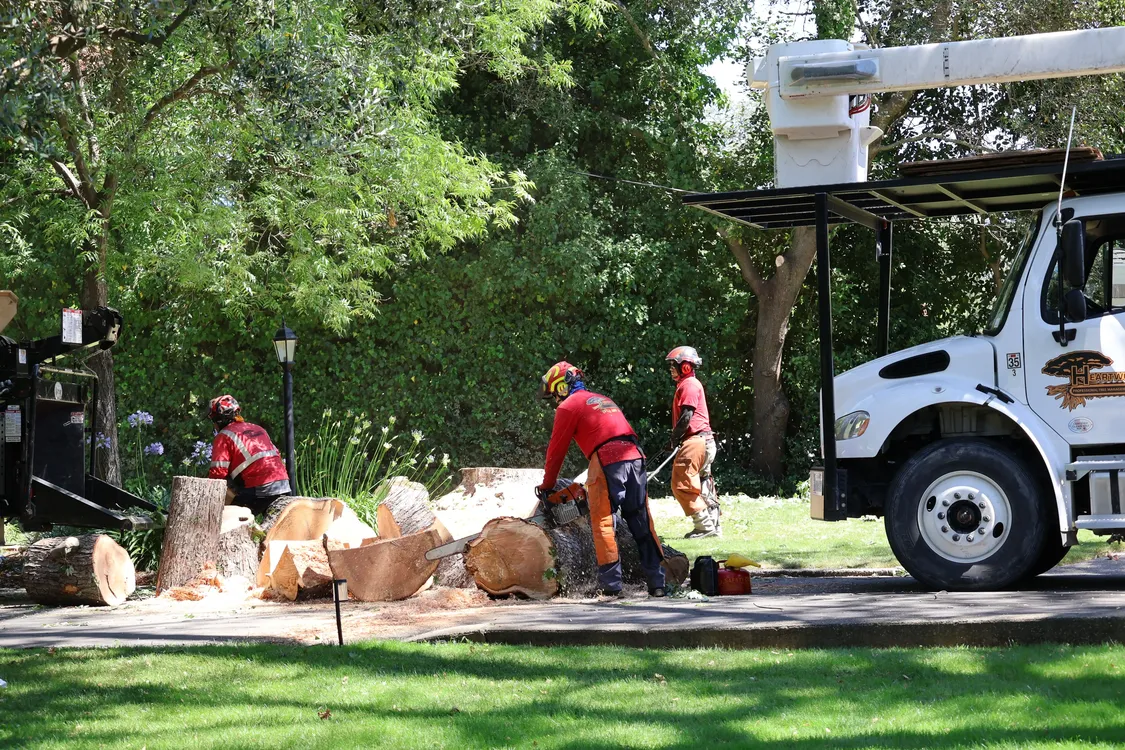 Heartwood tree removal crew cutting large trunk sections beside a bucket truck on a residential property.