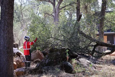 Emergency Tree Services crew assessing a fallen tree and storm damage on a wooded property.