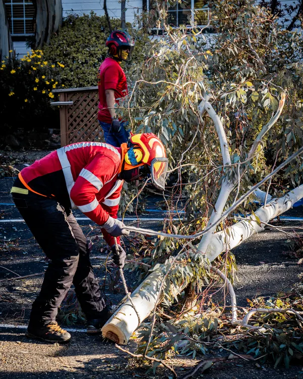 Heartwood tree service crew member cutting a fallen tree trunk with a chainsaw during storm cleanup.