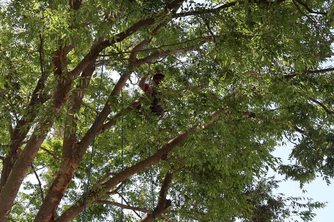 Tree pruning professional working safely with climbing ropes in a mature tree canopy in Placer County.